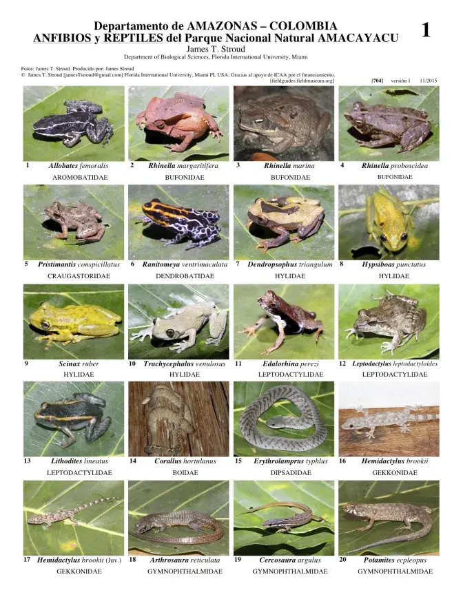 704_colombia-anfibios_y_reptiles_amacayacu.pdf