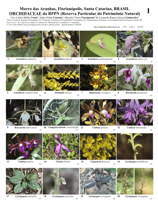 774-brazil-orchidaceae_morro_das_aranhas.pdf 