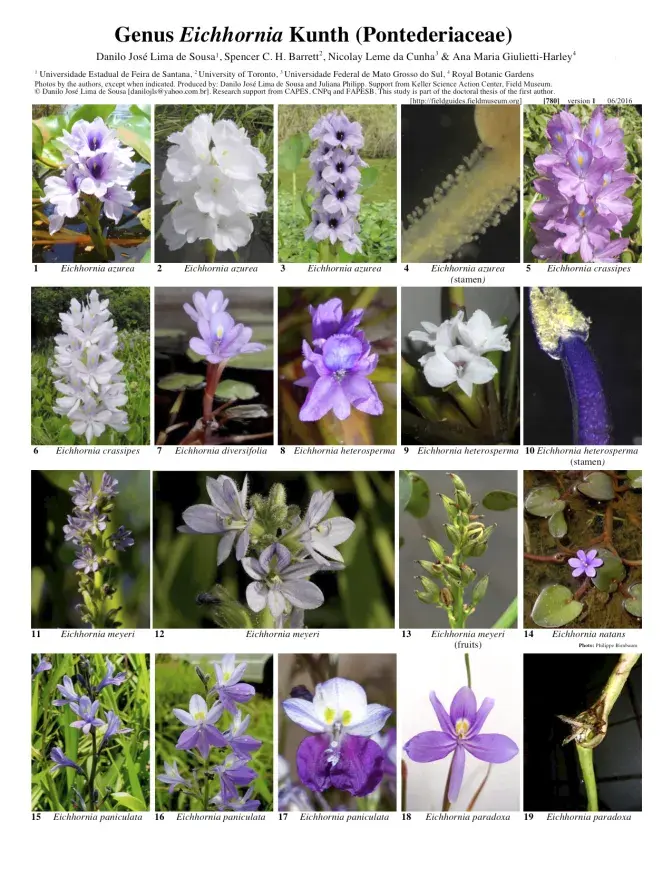  780_brazil-eichhornia-pontederiaceae.pdf
