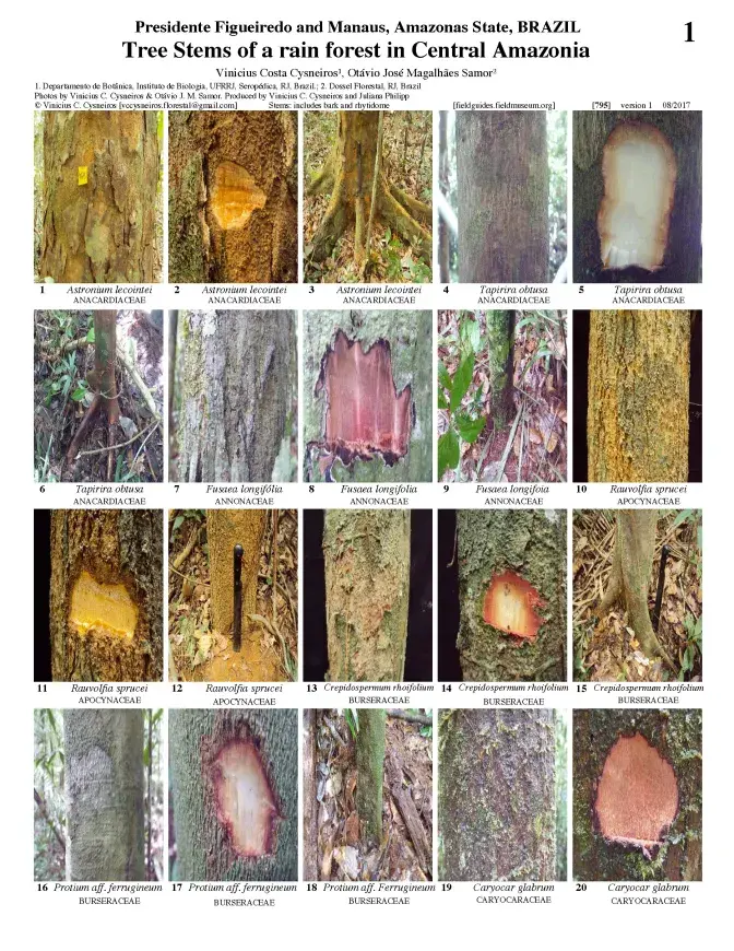 795_brazil-tree_stems_of_amazonas_state.pdf 