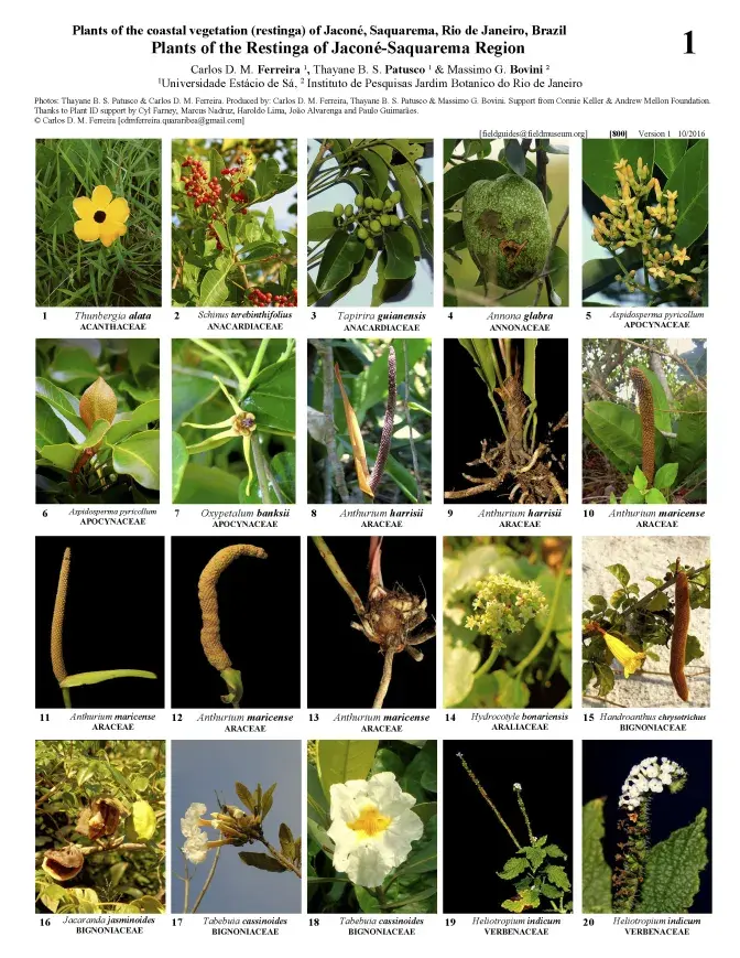 800_brasil_coastal_vegetation_saquarema.pdf 