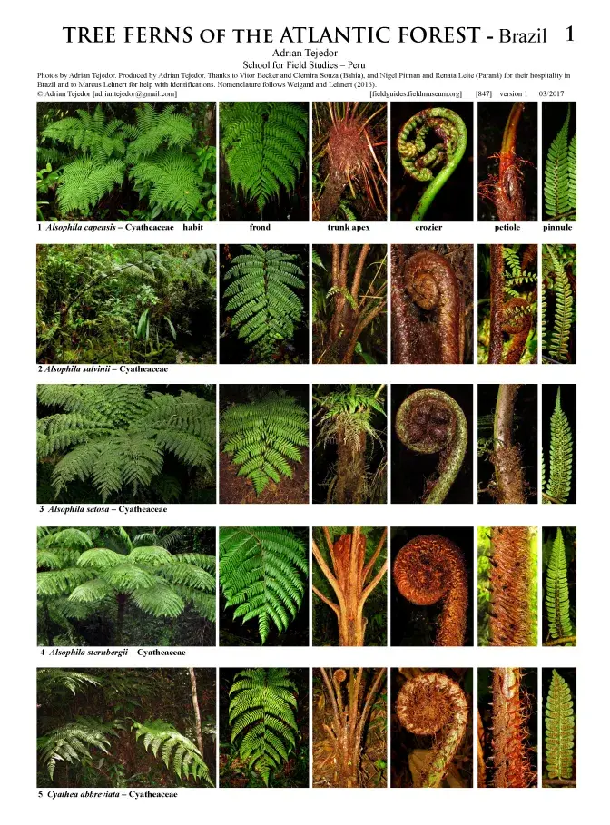 847_brazil_tree_ferns_of_the_atlantic_rainforest.pdf