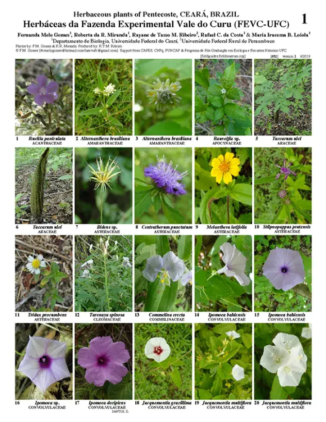 852_brazil_herbaceous_plants_of_curu_valley.pdf 