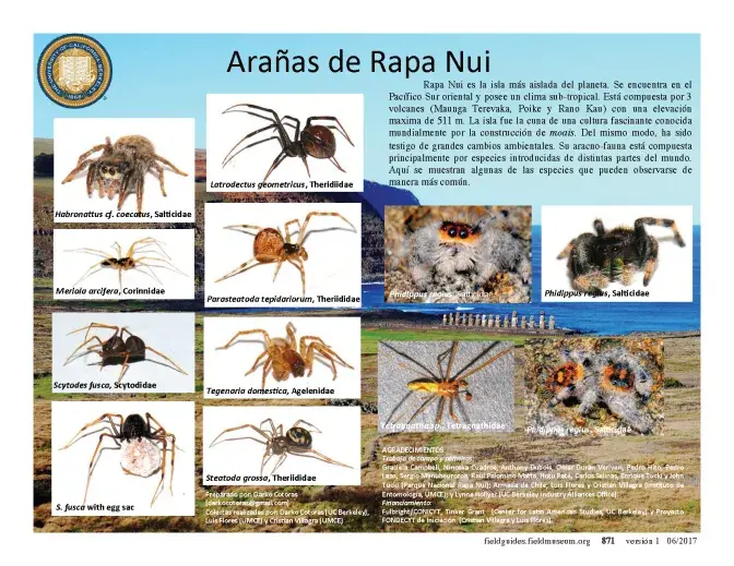 871_chile_rapa_nui_spiders.pdf 