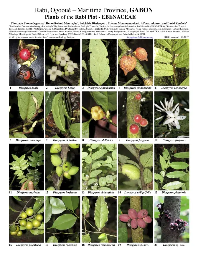 888_ebenaceae_of_rabi.pdf 