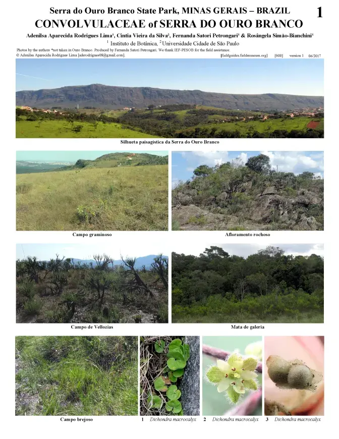PDF) Orchidaceae na Serra do Ouro Branco, Minas Gerais, Brasil