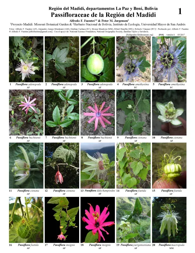 910_bolivia_passifloraceae_of_madidi_.pdf 