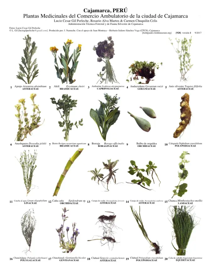 928_peru_plantas_medicinales_de_cajamarca.pdf