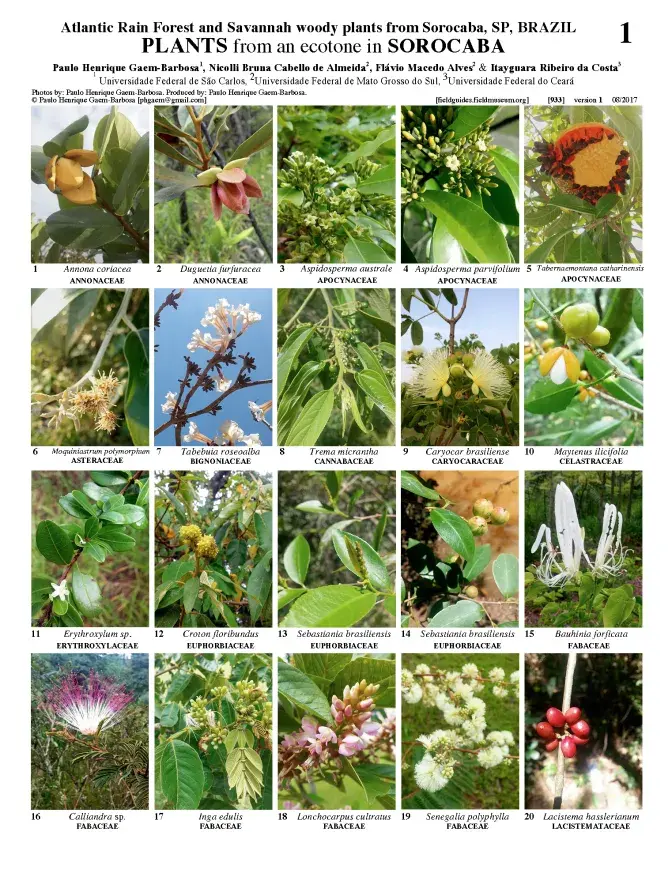 933_brazil_plants_of_sorocaba_sp.pdf 