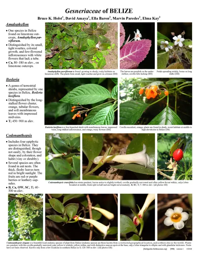 950_belize_gesneriaceae_.pdf 