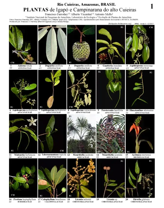 954_brazil_plants_of_cuieiras_river.pdf 