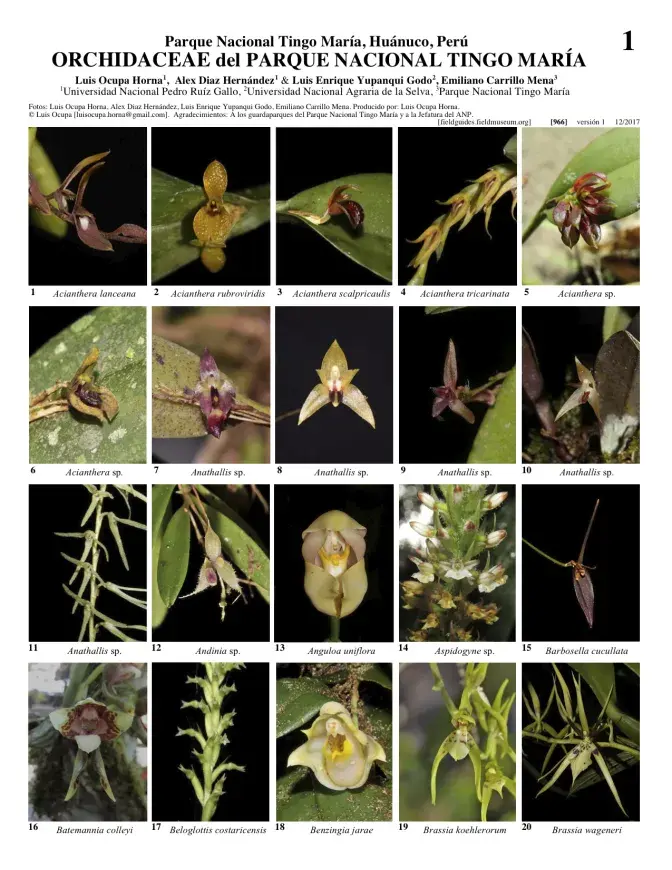 966_peru_orchidaceae_de_tingo_maria.pdf 