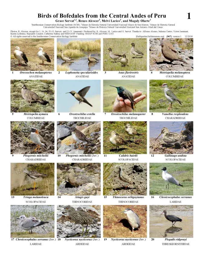 967_peru_birds_of_bofedales_from_central_andes.pdf