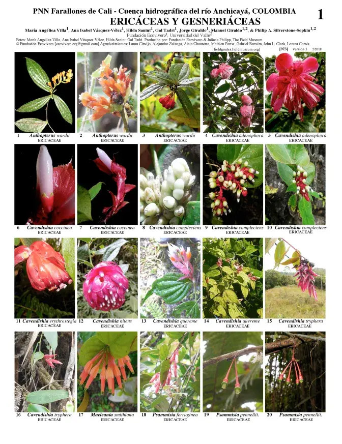 973_colombia_ericaceae_gesneriaceae_anchicaya.pdf 