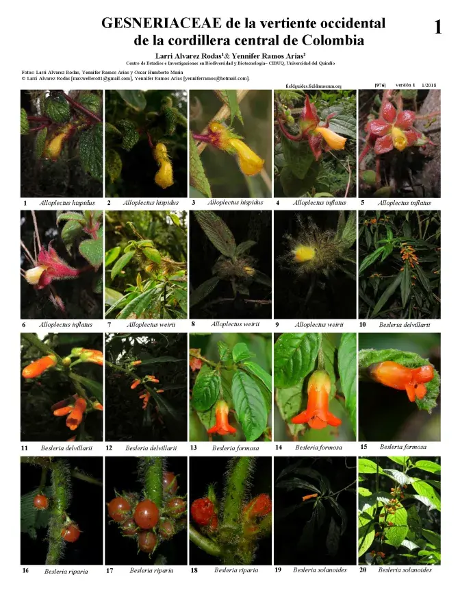  976_colombia_gesneriaceae.pdf