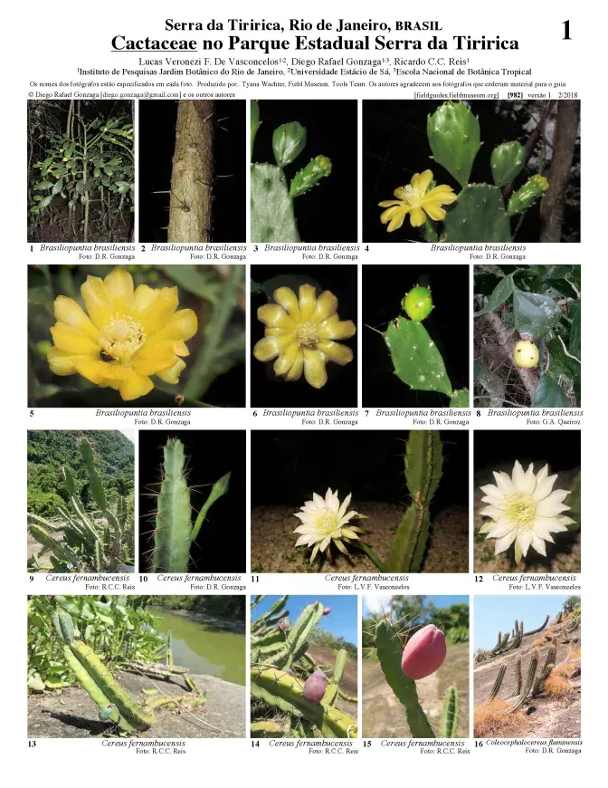  982_brazil_cactaceae_do_serra_da_tiririca_.pdf 