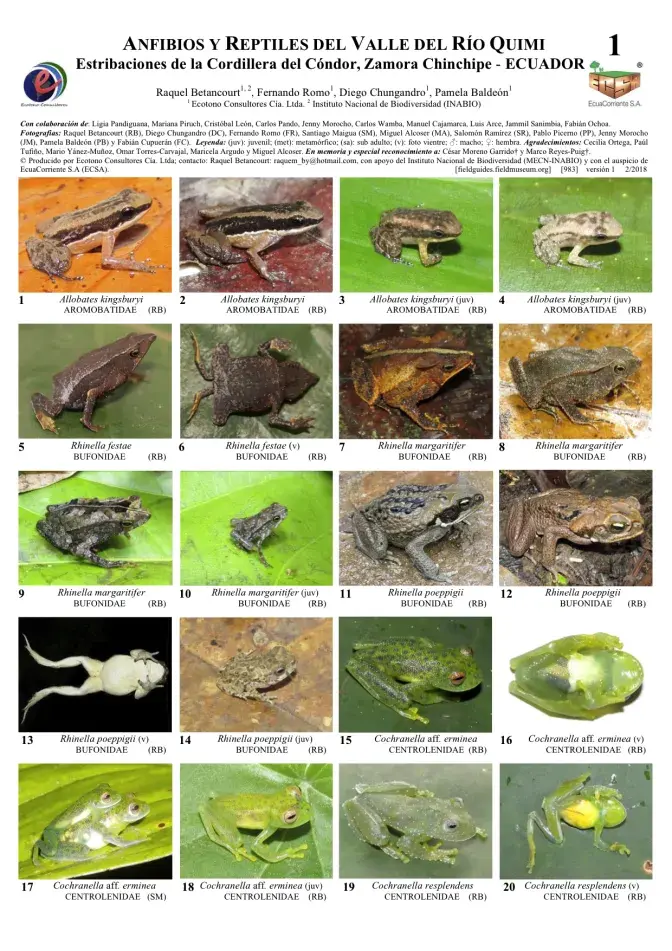  983_ecuador_amphibians_reptiles_of_quimi_river.pdf 