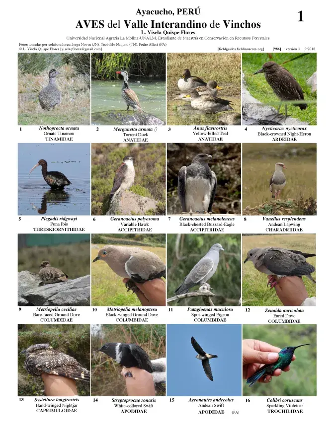 986_peru_birds_of_vinchos.pdf 