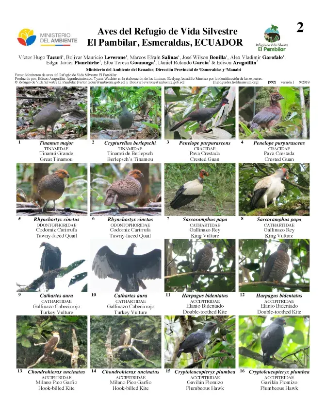 992_ecuador_birds_of_el_pambilar.pdf