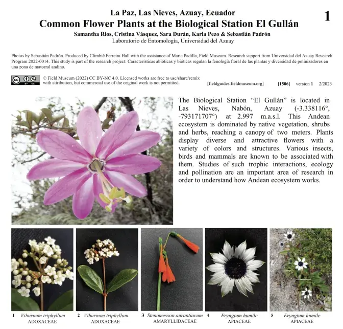 Common Flower Plants of the Biological Station El Gullán
