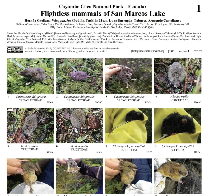 Flightless Mammals of San Marcos Lake