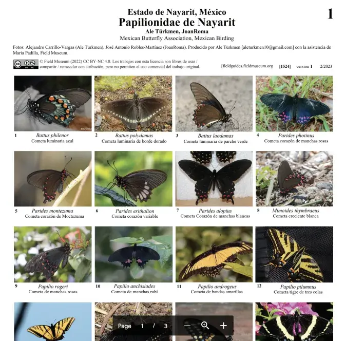 Papilionidae of Nayarit