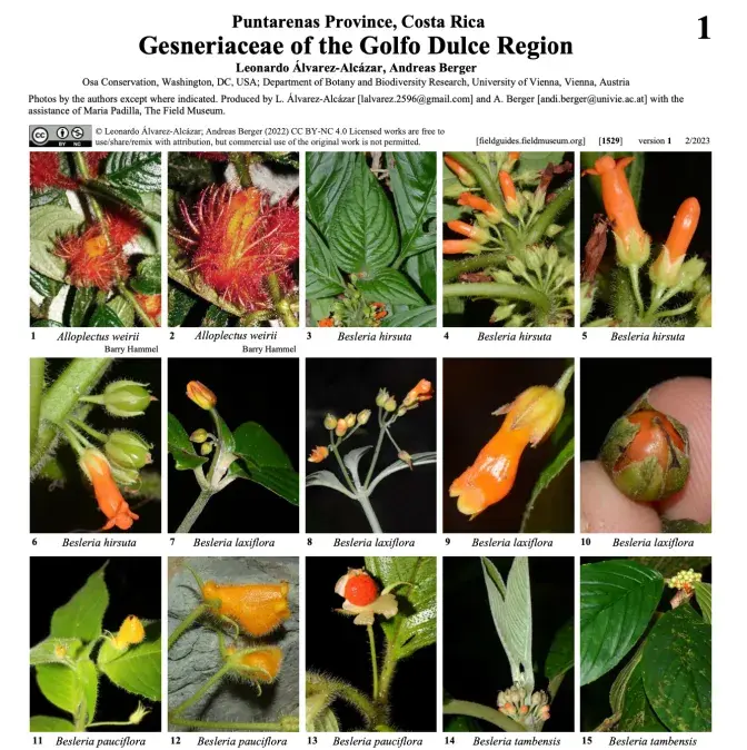 Gesneriaceae of the Golfo Dulce Region