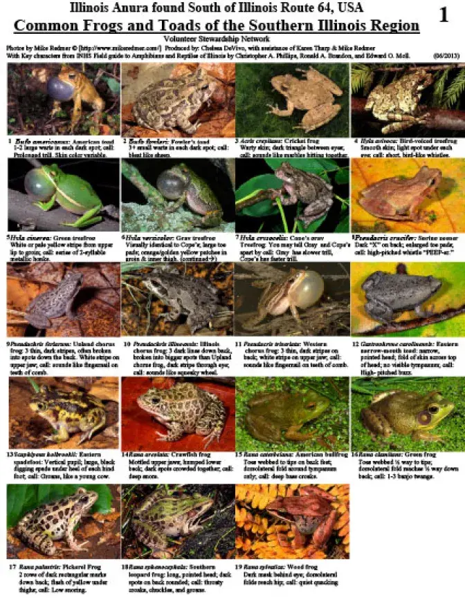 Common Frogs and Toads of the Southern Illinois Region