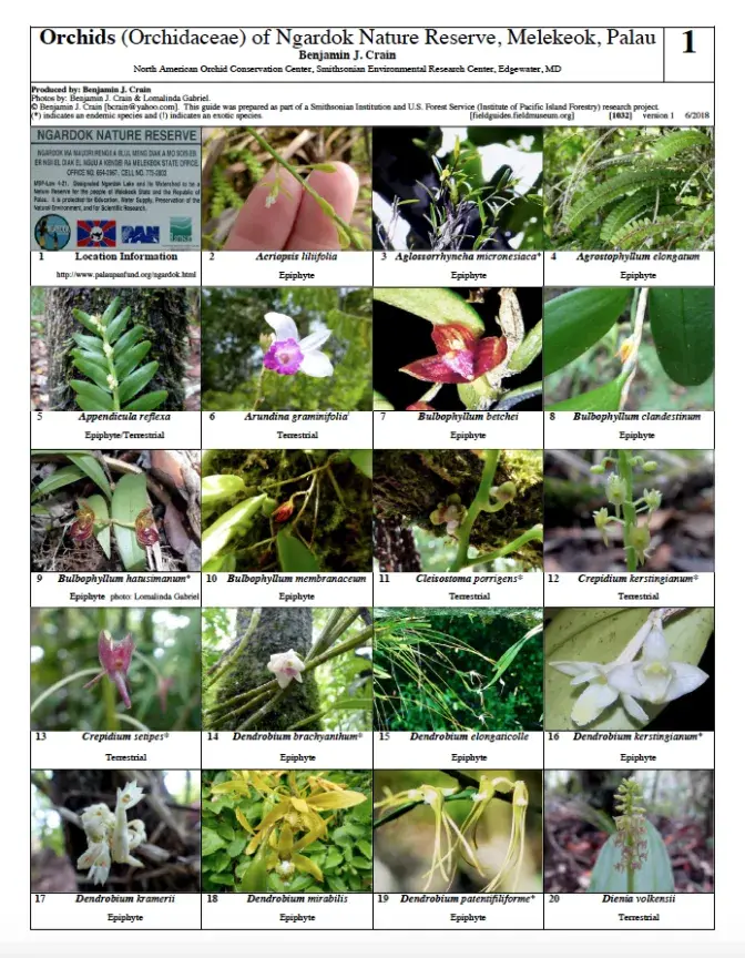 1032_orchids_of_ngadork.pdf 